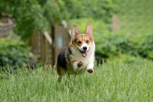 Why Your Dog Has Red Eyes with Crusty Discharge