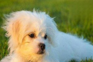 Why Your Dog Has Red Spots on Its Belly