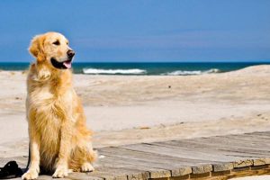 Why Your Dog Is Sneezing and Blowing Blood from the Nose