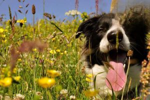 Why Your Dog Itches and Won’t Stop Scratching
