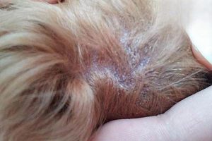 Why Your Dog Keeps Scratching with White Flakes