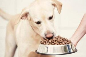 Why Your Dog Lost Its Appetite and Energy