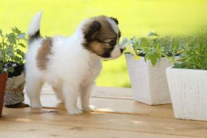 Why Your Dog Throws Up Yellow Foam on an Empty Stomach in the Morning