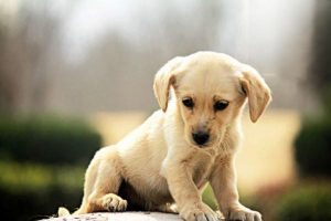 Why Your Dog’s Calcium Supplements Aren’t Working