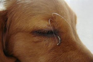 Why Your Dog’s Eyes Are Red with Crusty Discharge