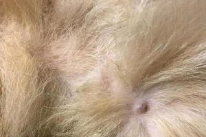 Why Your Dog’s Legs Are Itchy with Bumps