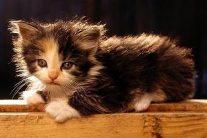 Why Your Kitten Has Diarrhea: Common Causes and Care