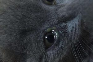 Will a Cat Die from Pus-Like Eye Discharge?