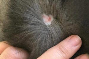 Will Cat Ringworm Heal on Its Own?
