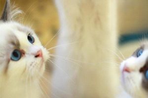 Will My Cat Develop Cheek Jowls (Stud Jowls)?