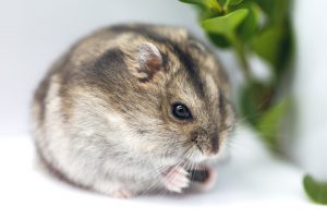 Winter White Dwarf Hamster