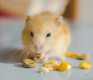 Winter White Dwarf Hamster (Milky Tea morph)