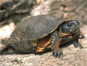 Wood Turtle