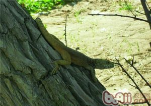 Xinjiang Rock Agama