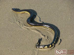 Yellow-bellied Sea Snake