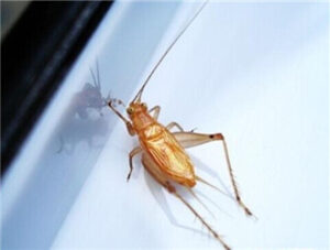 Yellow Cricket