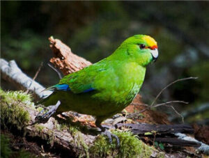 Yellow-crowned Parakeet