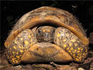 Yellow-footed Tortoise