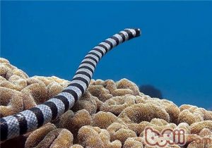 Yellow-lipped Sea Krait