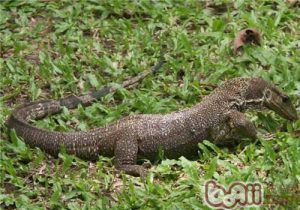 Yellow Monitor