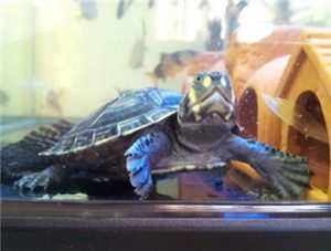 Yellow-spotted Amazon River Turtle