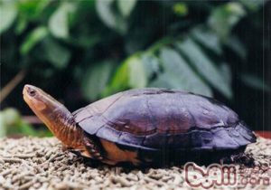 Zhou’s Box Turtle