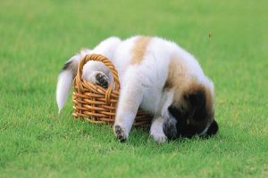 Zinc Metabolism Disorders in Dogs and Cats